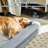 Dog Bed