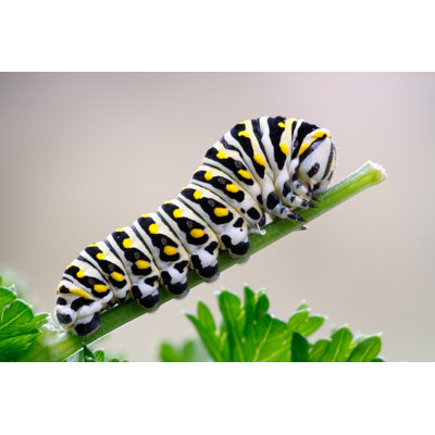 Chenille