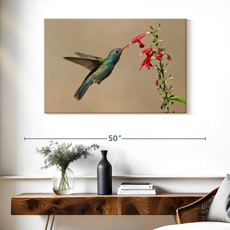 Colibri buvant du nectar à bec large, H 26 po x l 39 po
