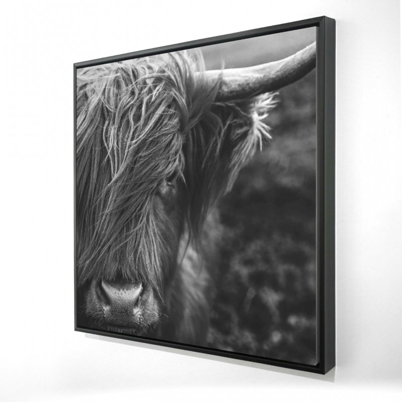 «Portrait monochrome d'une vache des Highlands»