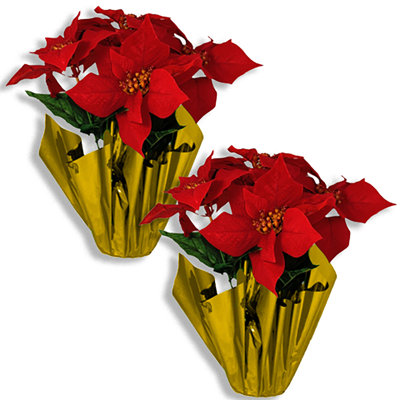 Paquet de 2 poinsettias dans un pot doré