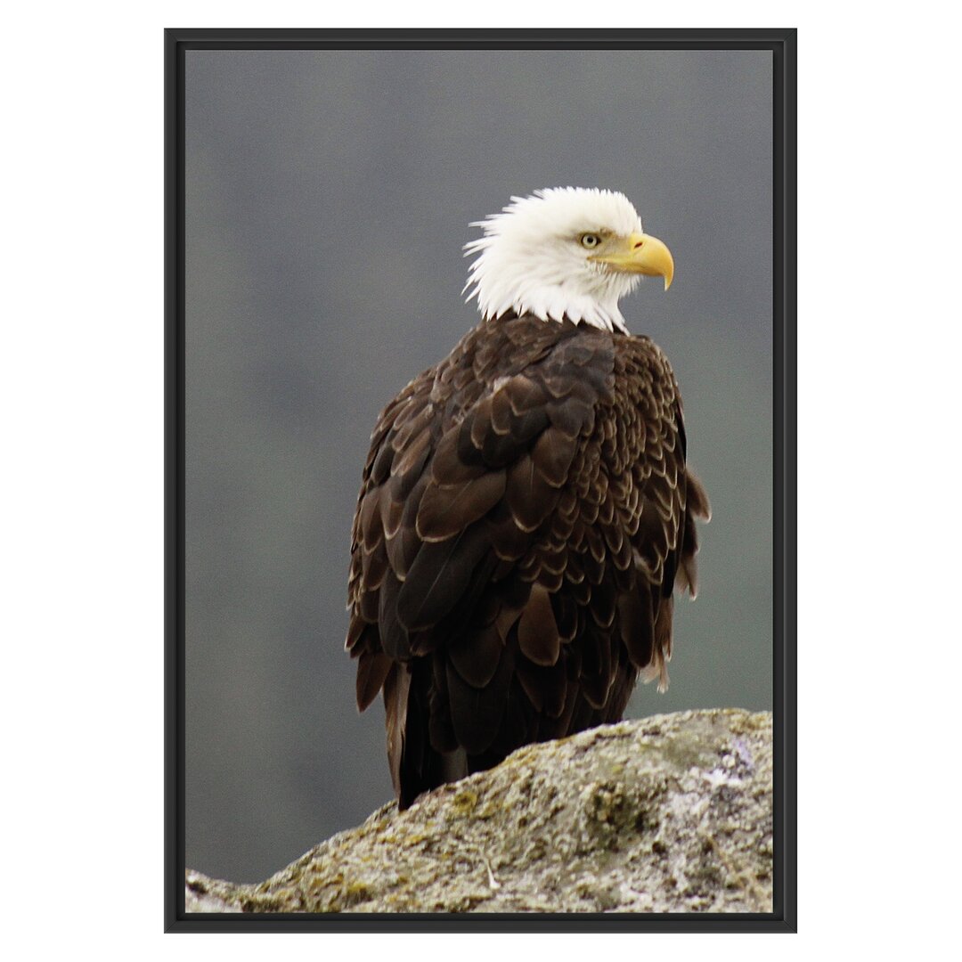 Gerahmtes Wandbild wachsamer Adler auf Fels