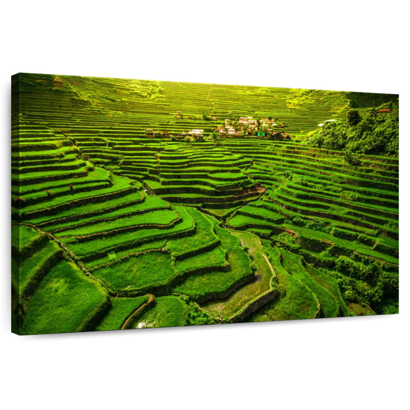 Terrasses de riz historique Alugord Ifugao, H 16 po x l 24 po