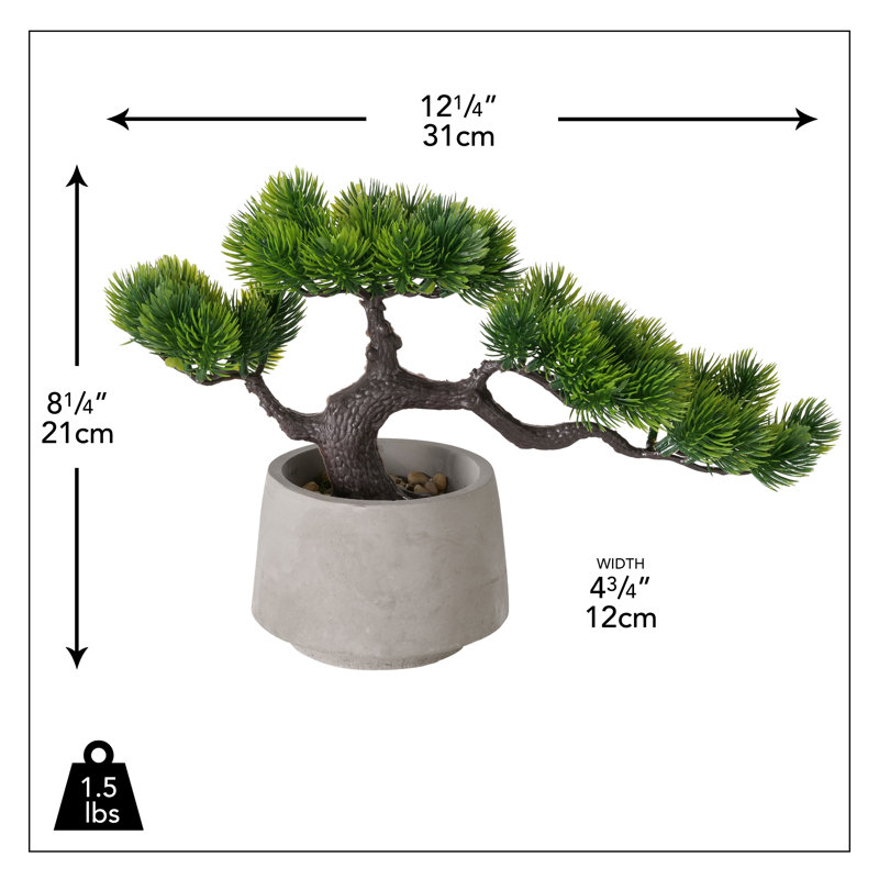 Bonsaï de pin mungo 8,25