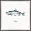 «Trout In White», reproduction encadrée