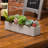 6.1'' Plant