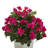Bougainvillea Arrangement in Planter