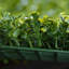 5cm Faux Hedge in Freestanding