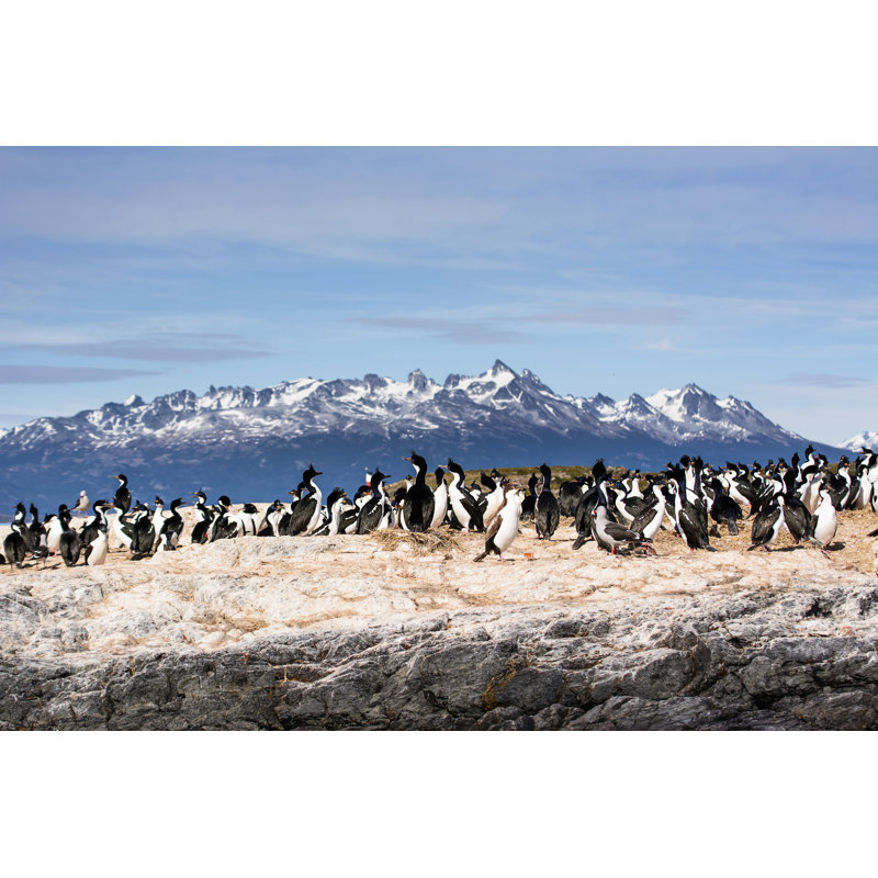 Elco Cormorants On Island - Wrapped Canvas Print, 20cm H x 30cm W x 3.8cm D