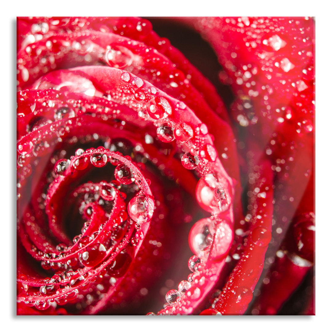 Glasbild Rose mit Wassertropfen