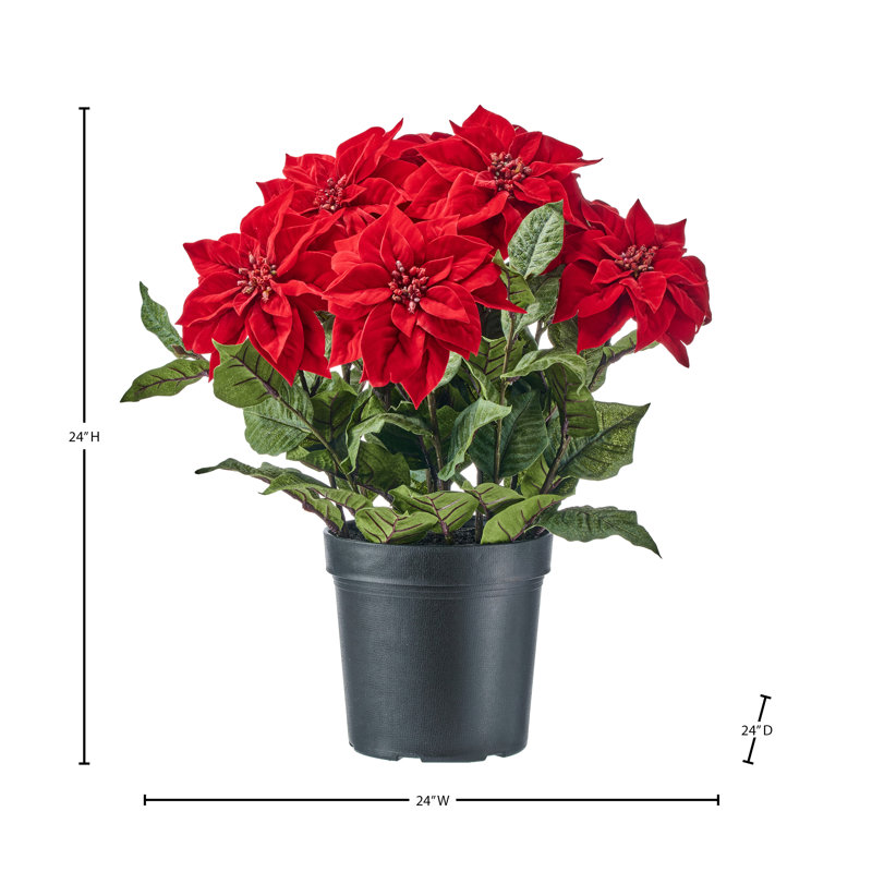 Poinsettia en velours UV 24 po
