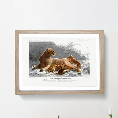African Lion With Cubs by Charles D' Orbigny - Single Picture Frame Painting
