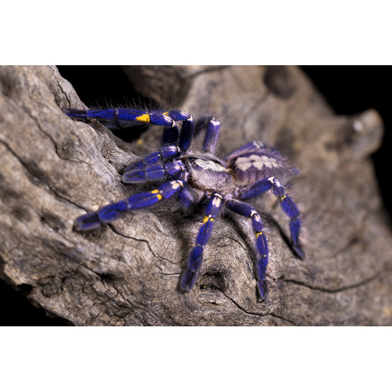 Poecilotheria Metallica - Photographie sur toile tendue, H 12 po x l 18 po