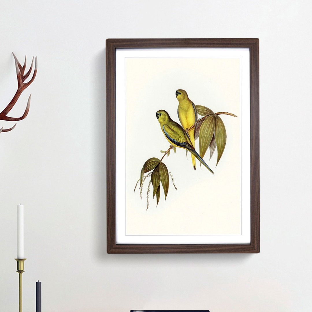 Rock Grass-Parakeets by Elizabeth Gould - Picture Frame Painting Print