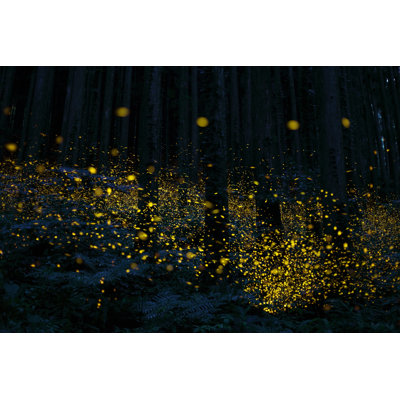 Virpi Firefly - Wrapped Canvas Print