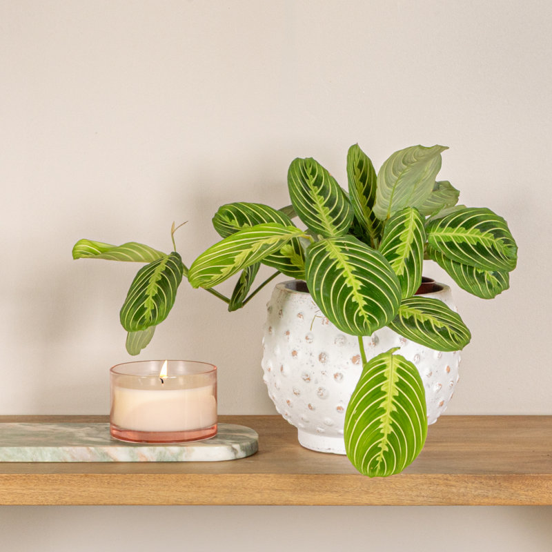 Distressed Terra Cotta Hobnail Planter, White