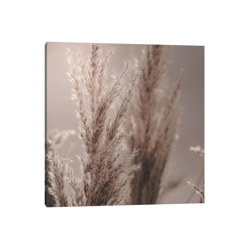 Pampas Reed VI Square by Monika Strigel - Wrapped Canvas Print, 66.04 cm H x 66.04 cm W x 3.175 cm D