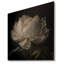 Blooming White Peony VI - Print on Canvas-317025640-317025616-281852005