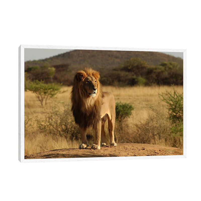African Lion - Print on Canvas, 66.04 cm H x 45.72 cm W, White Floater Framed