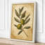 Olive Branch Study Botanical - Wrapped Canvas-118972754-118972757