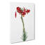Lily Flowers by Pierre-Joseph Redoute - Wrapped Canvas-55323974