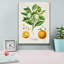 «Vintage Citrus Fruit Study B» par Jean Plout, art mural sur toile
