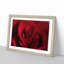 The Beauty of a Red Rose in Abstract - Picture Frame Painting Print-55735814-55735813