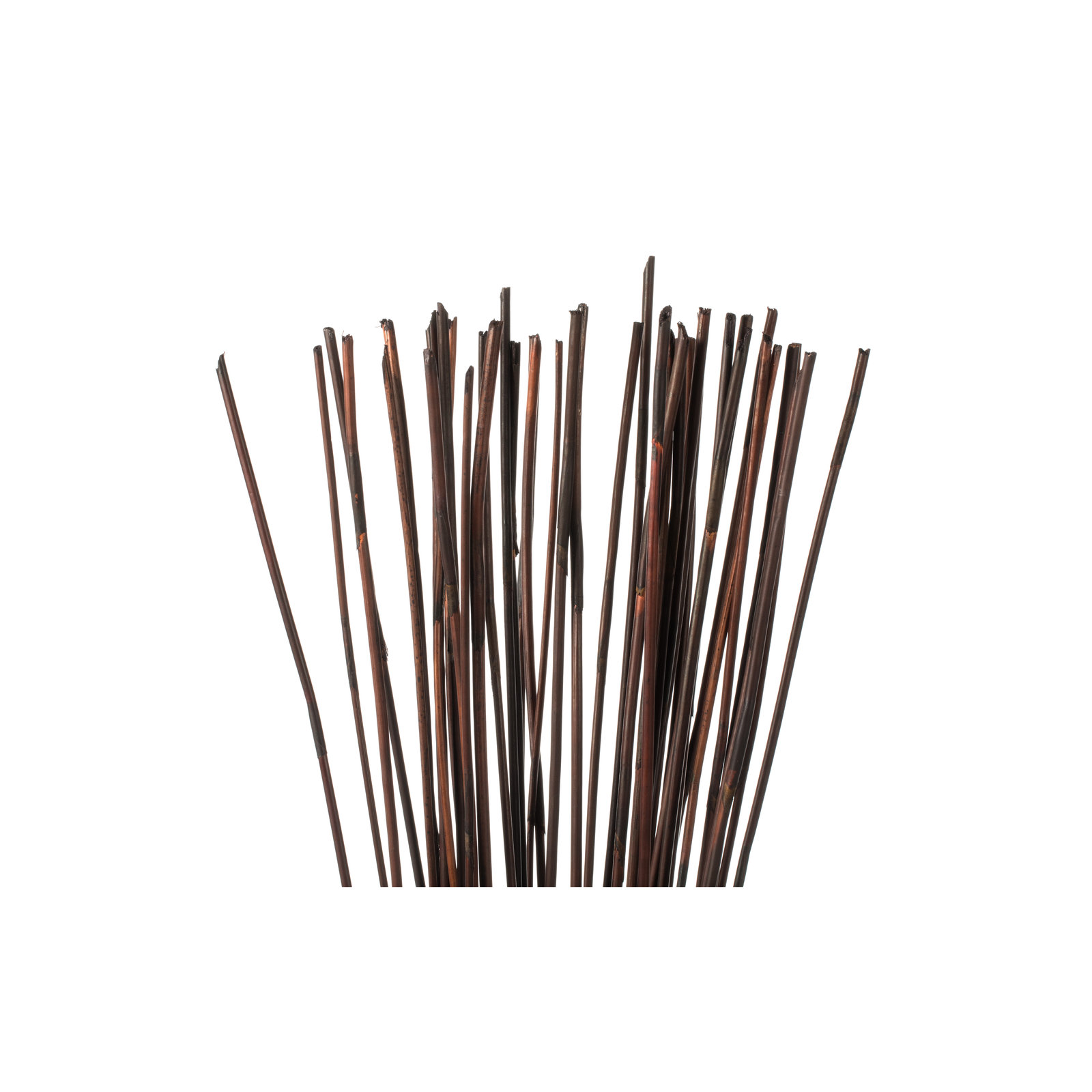 40" Elephant Reed, Dried, Brown