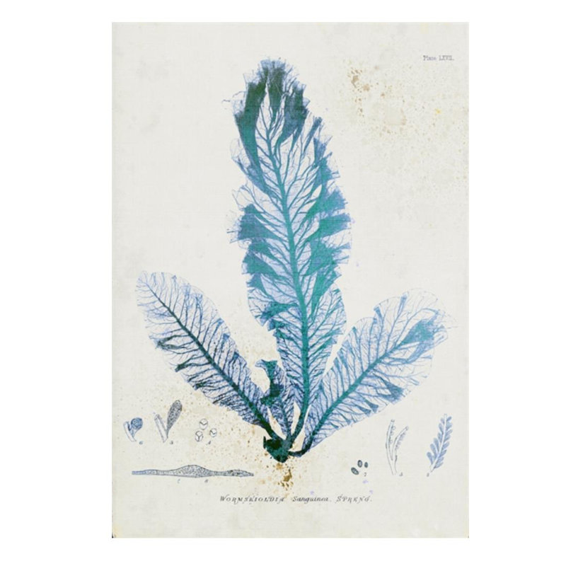 Wormskioldia par Henry Bradbury - impression, Couche de verre, H 26 po x l 18 po x P 1,5 po