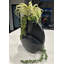 Arrangement de minuit succulent Midnight Elegance | Vase en métal noir, centre de table contemporain