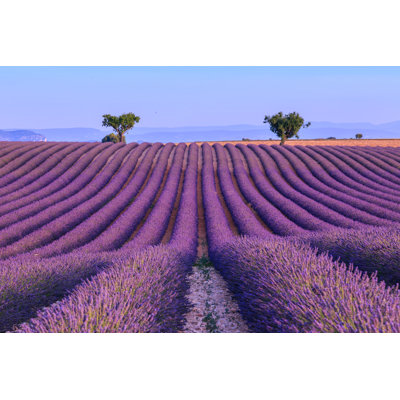 Lavender Field In The Summer-France by Remedios - Wrapped Canvas Print