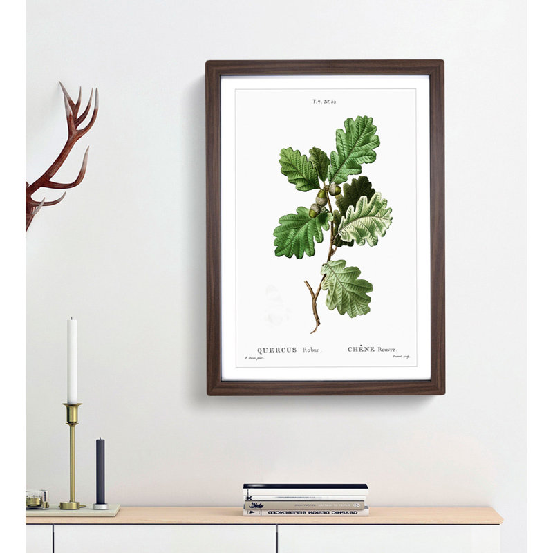 Oak Tree by Pierre-Joseph Redoute - Picture Frame Painting Print, 48cm H x 36cm W x 2cm D, Walnut Framed