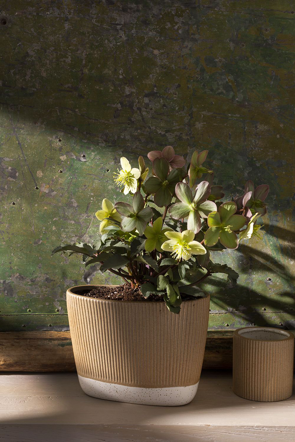 Cavana 10" Ceramic Planter