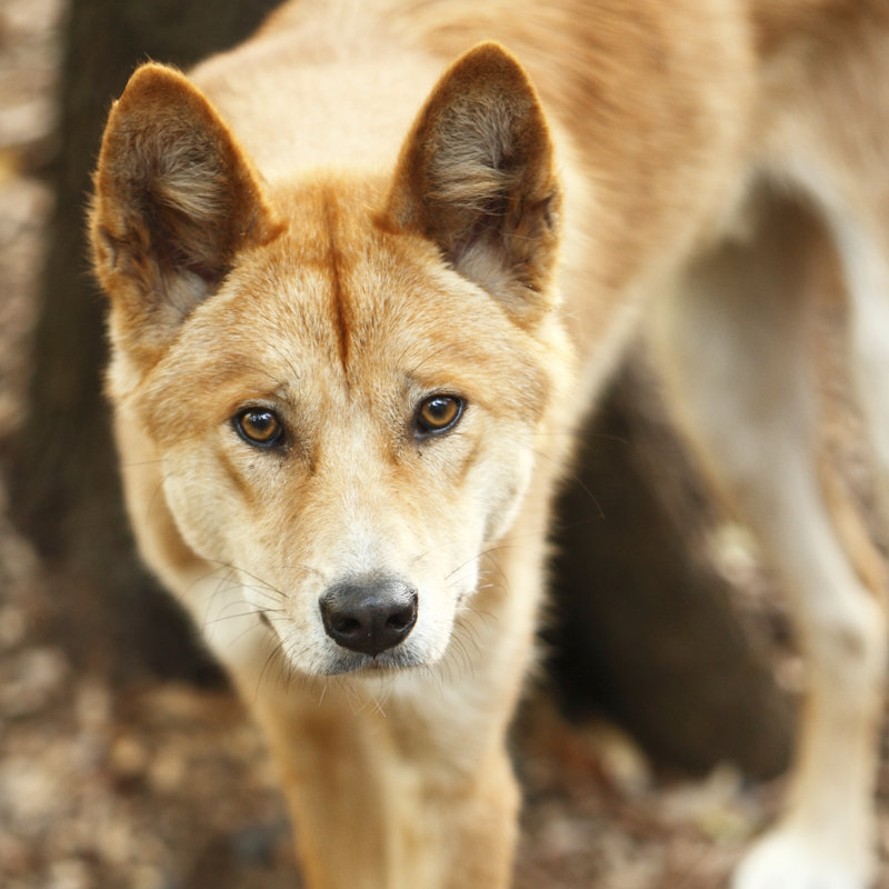 Dingo by Craigrjd, 20" H x 20" W