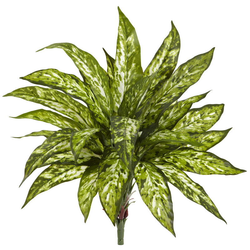 Plante à feuillage de plancher aglaonema