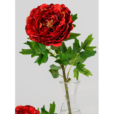 Tige de pivoine Primrue, paquet de 12