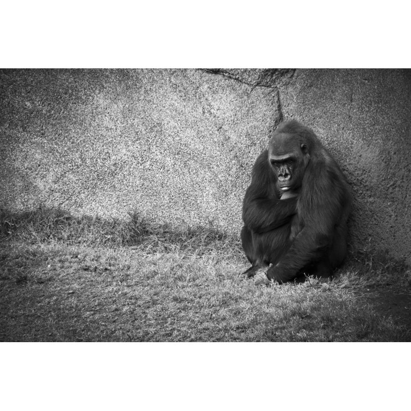 Rohando Lonely Gorilla - Wrapped Canvas Print, 30cm H x 46cm W x 3.8cm D