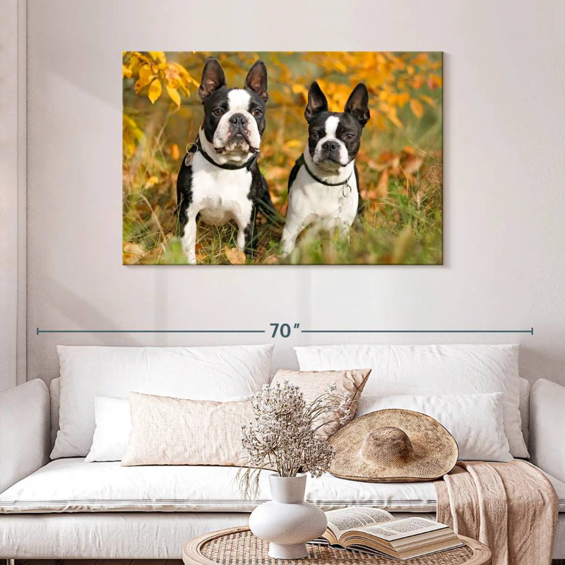 Boston Terrier Couple, H 30 po x l 45 po