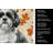 Black and White Shih Tzu Heirloom Fall Kitchen Towel-1218231601