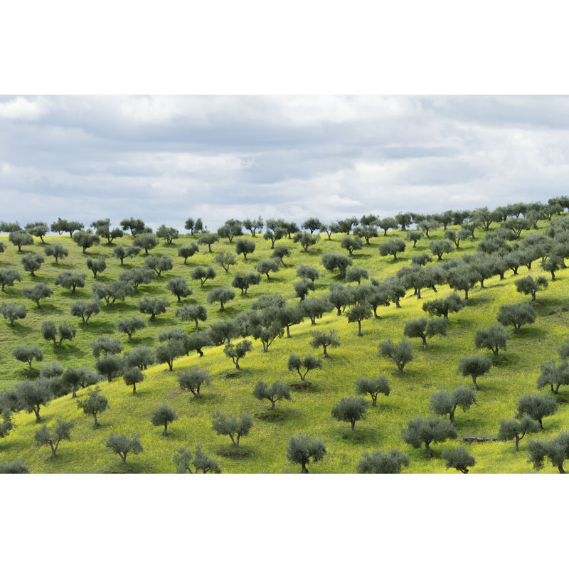 Olive Grove - photographie sur toile tendue, H 12 po x l 18 po