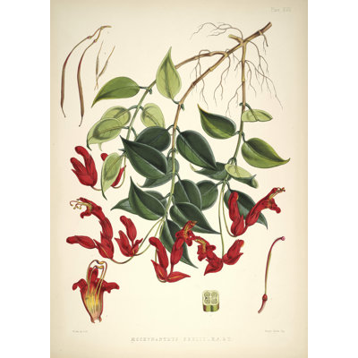 Botanical 93