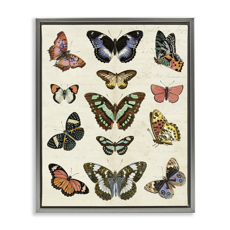  Vintage Butterfly Breeds Framed Floater Canvas Wall Art by Susan Arnot, H 31 po x l 25 po, Cadre flottant gris lustré