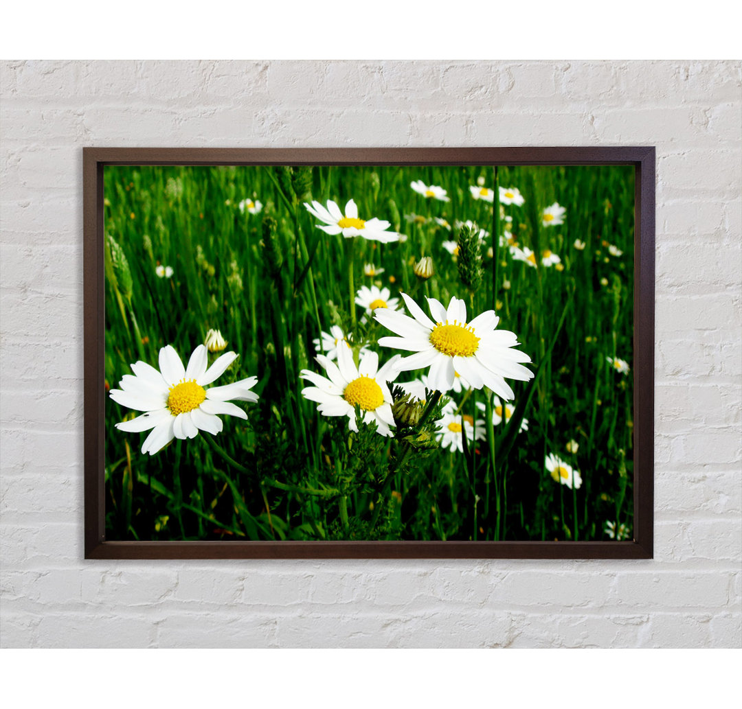 Daisy Field Amongst The Grass - Einzelbildrahmen Kunstdrucke auf Leinwand