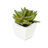 2'' Faux Cactus Succulent in Glass Pot
