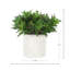 Plantes grasses dans un pot en céramique