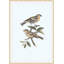 Nesting Navigators Blue 3 Print-563149258