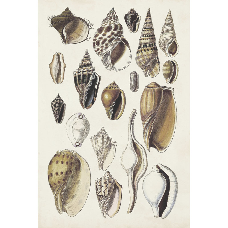 Seashell Array IV - Wrapped Canvas Print, 30cm H x 20cm W x 3.8cm D