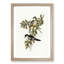 Northern Cuckooshrike by Elizabeth Gould - Framed Print-55577078-55577076