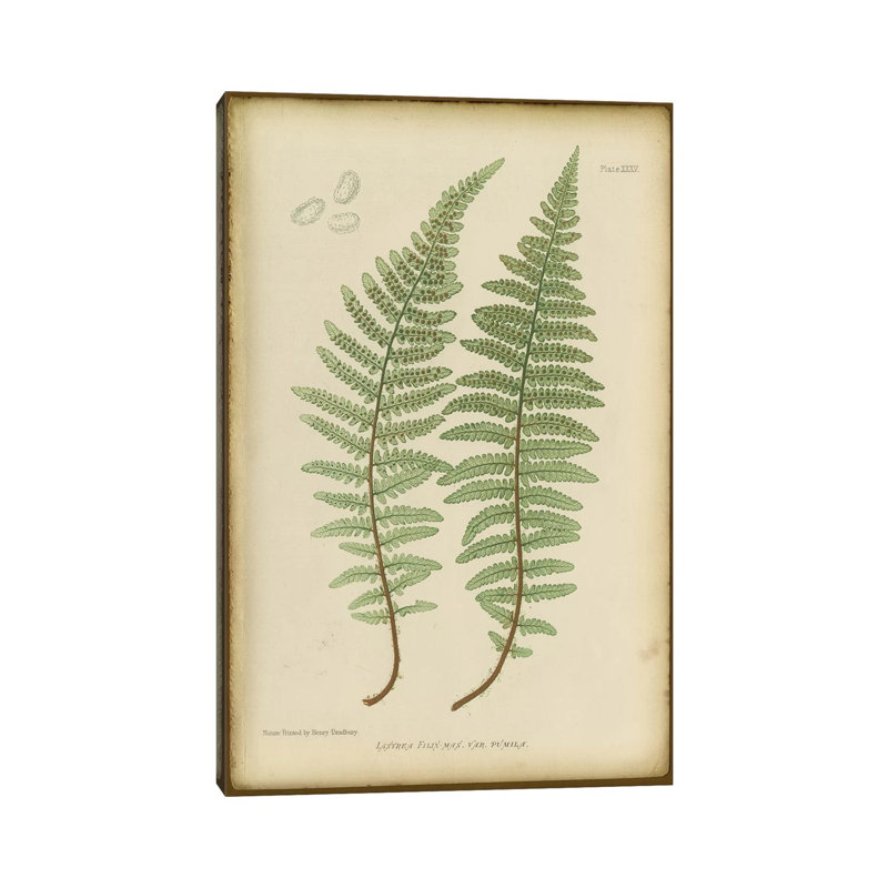 Lastrea Filix by PI Collection - Wrapped Canvas Gallery-Wrapped Canvas Giclée, 20.32 cm H x 30.48 cm W
