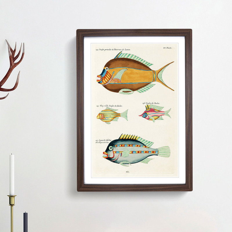 East Indies Fish Illustrations LV by Louis Renard - Picture Frame Graphic Art Print, Walnut Framed, 36cm H x 27cm W x 2cm D